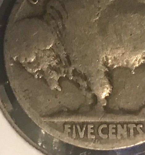 1917 testa di bufalo - 🦬, 5c