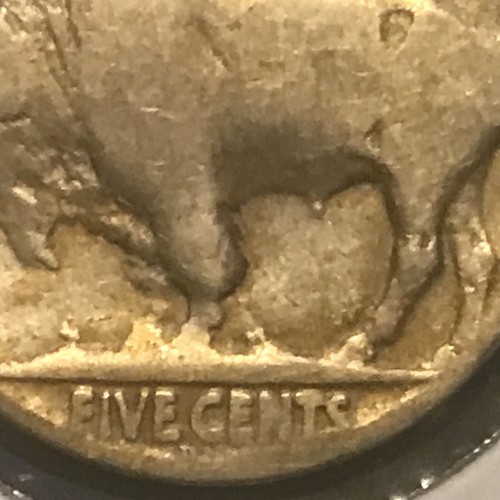 1917 testa di bufalo - 🦣, 5c